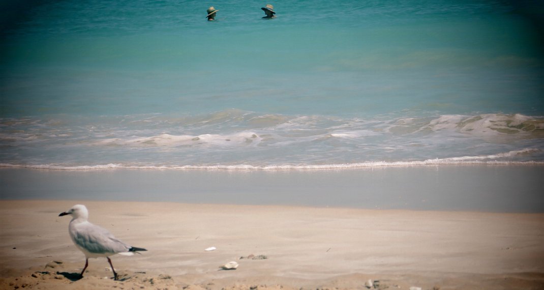 Seagull walking at Darwin Beach