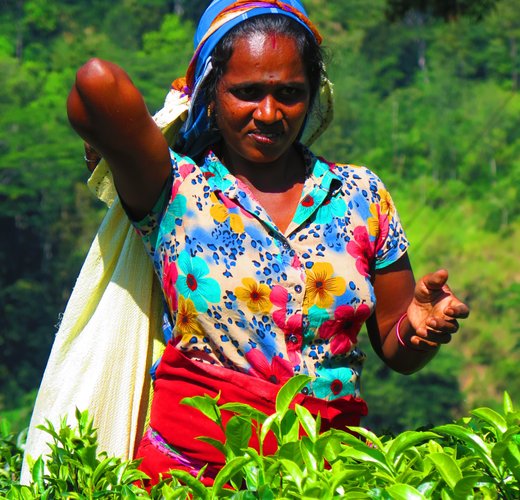 Tea plantation in Knuckles Range, Sri Lanka