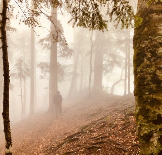 Mist in Sutjeska National Park in Bosnia and Herzegovina
