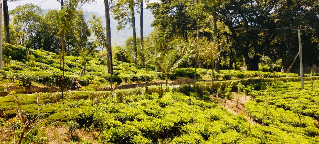 Cycling through tea plantaions in Srai Lanka